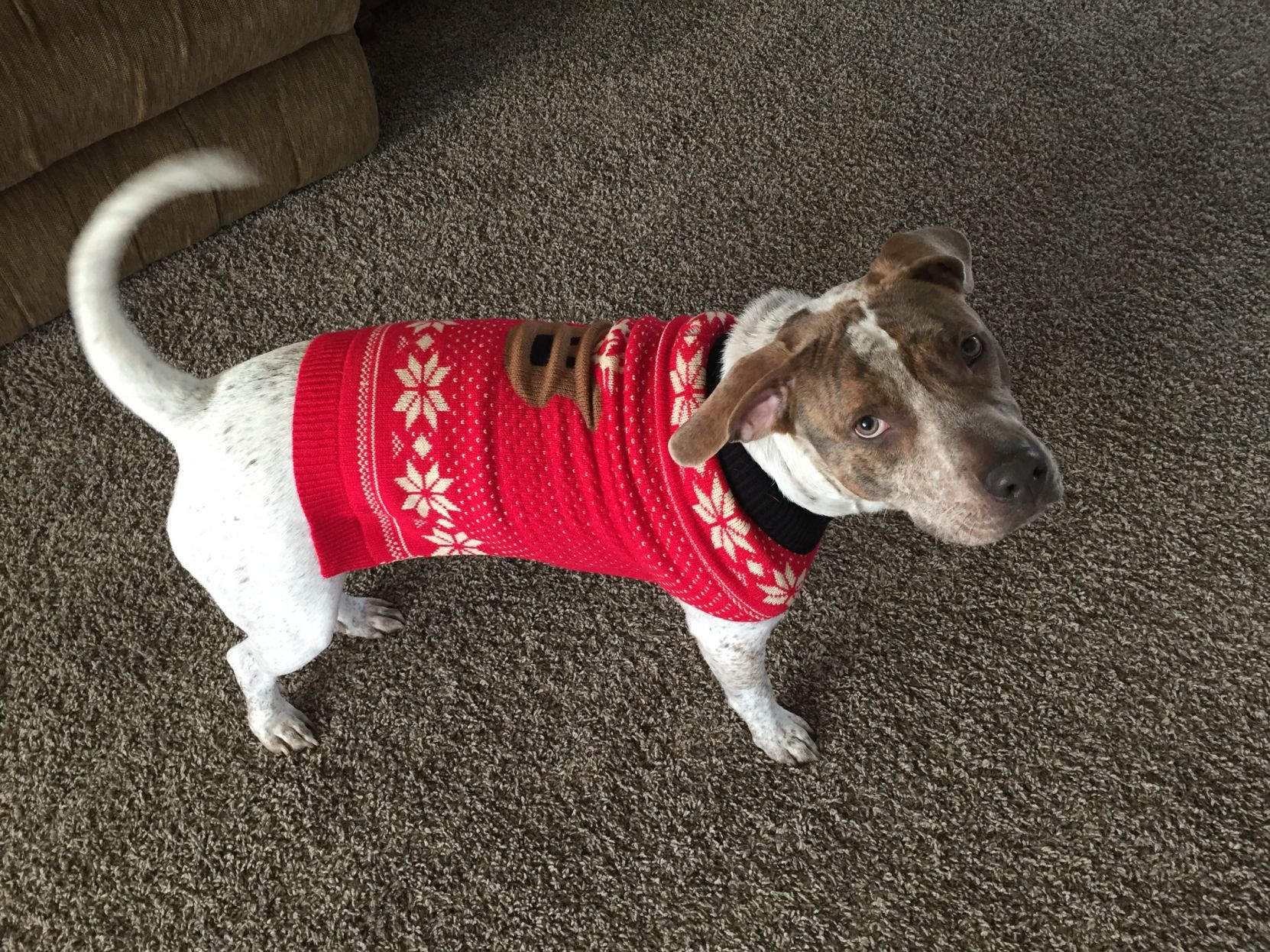 The Times Cutest Pets of Winter 2018